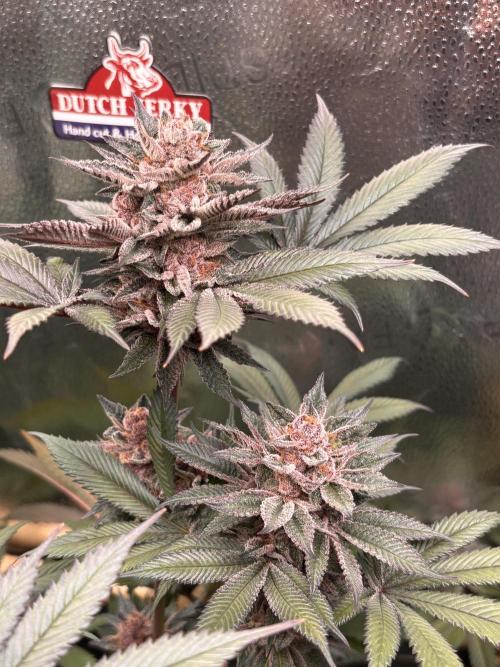 Nana Glue & Pink Milk. Week 15