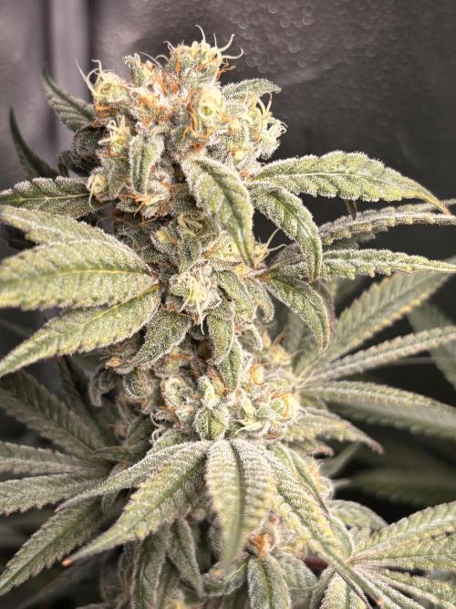 Nana Glue & Pink Milk. Week 15