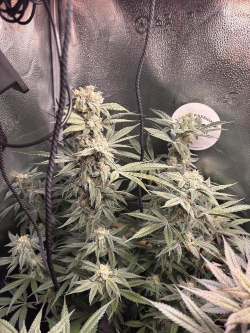 Nana Glue & Pink Milk. Week 15