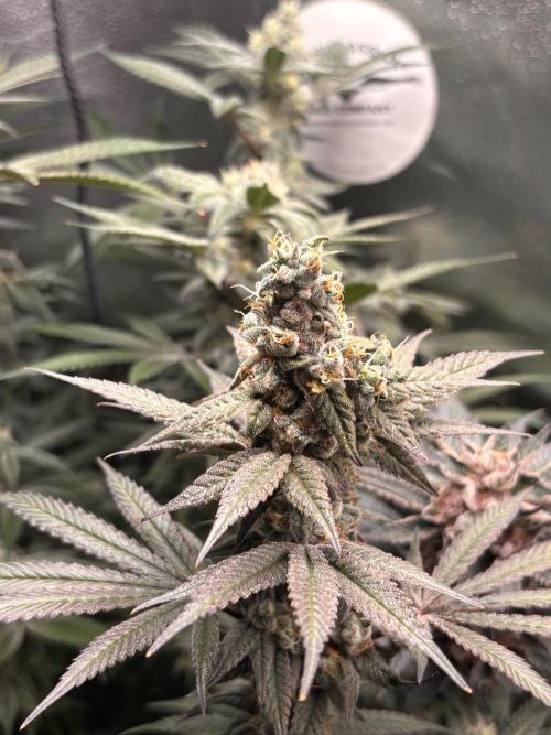 Nana Glue & Pink Milk. Week 15