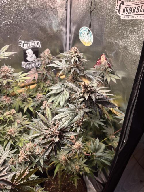 Nana Glue & Pink Milk. Week 16