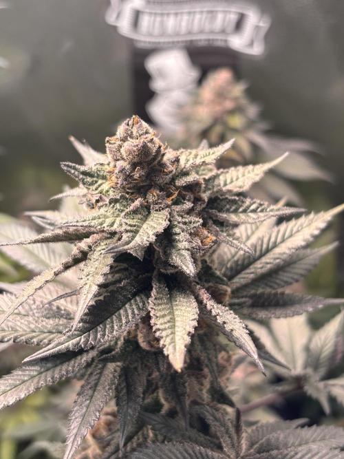Nana Glue & Pink Milk. Week 16