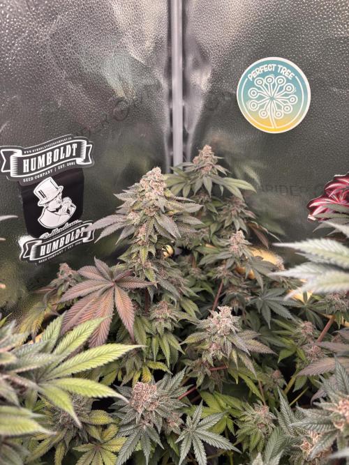 Nana Glue & Pink Milk. Week 16