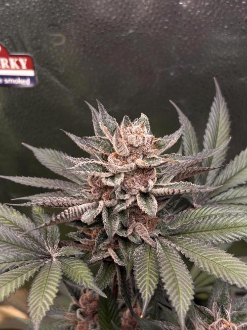 Nana Glue & Pink Milk. Week 16