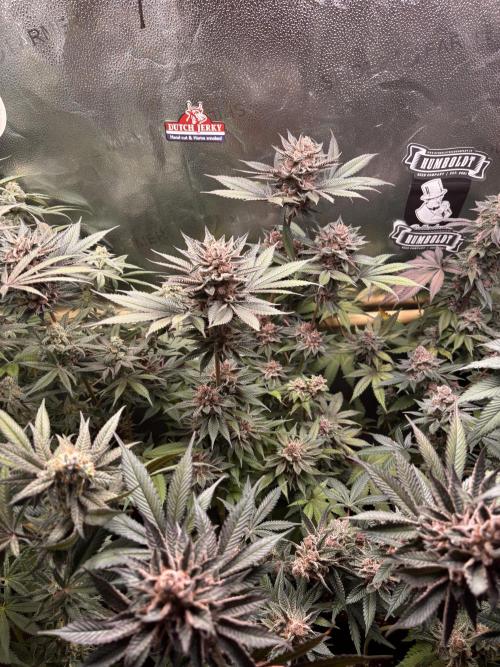 Nana Glue & Pink Milk. Week 16