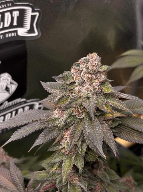 Nana Glue & Pink Milk. Week 16