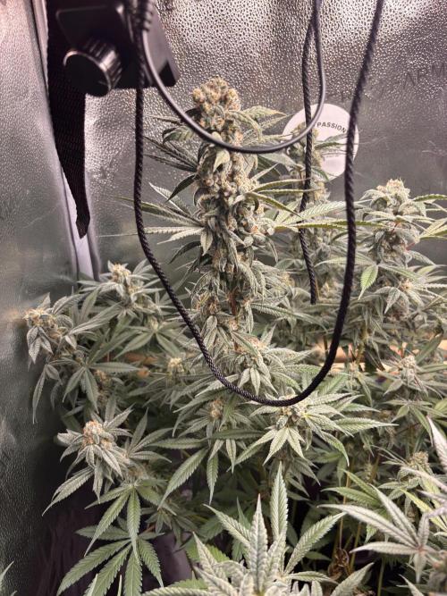 Nana Glue & Pink Milk. Week 16