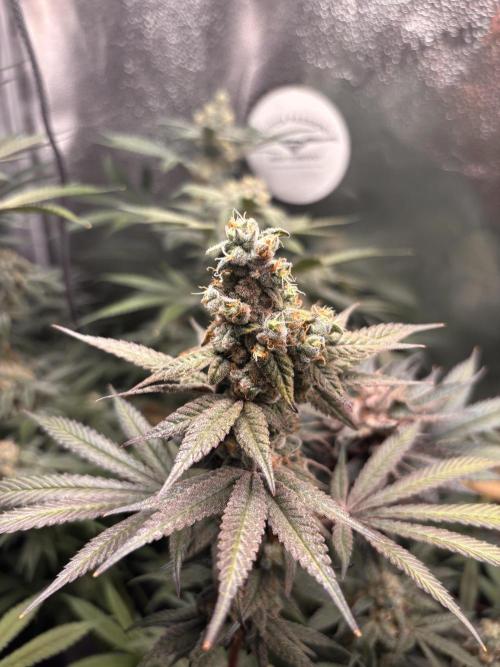 Nana Glue & Pink Milk. Week 16