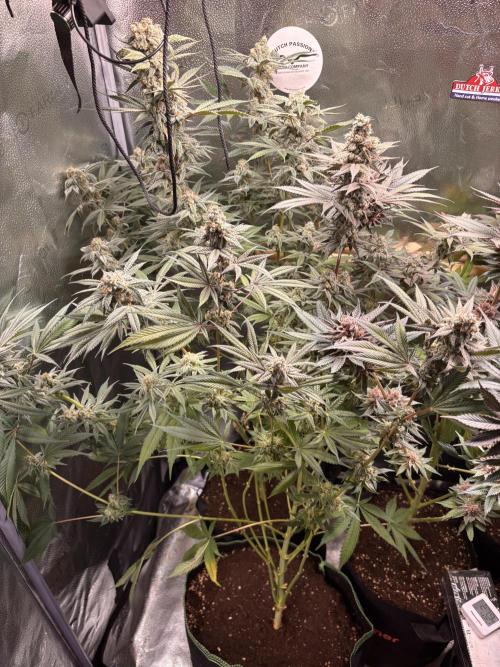 Nana Glue & Pink Milk. Week 16