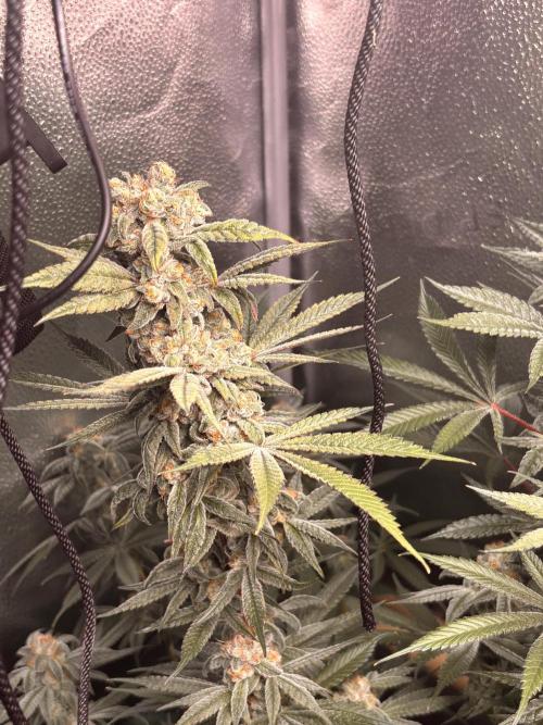 Nana Glue & Pink Milk. Week 16