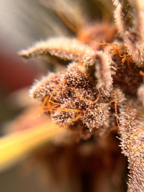 Nana Glue & Pink Milk. Week 16 - PM