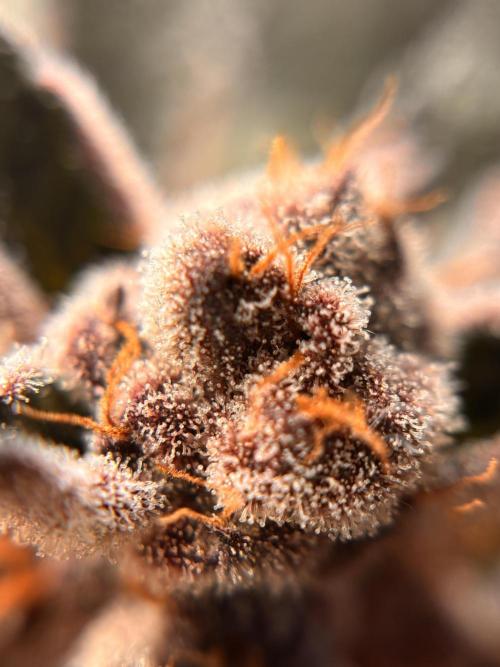 Nana Glue & Pink Milk. Week 16 - PM