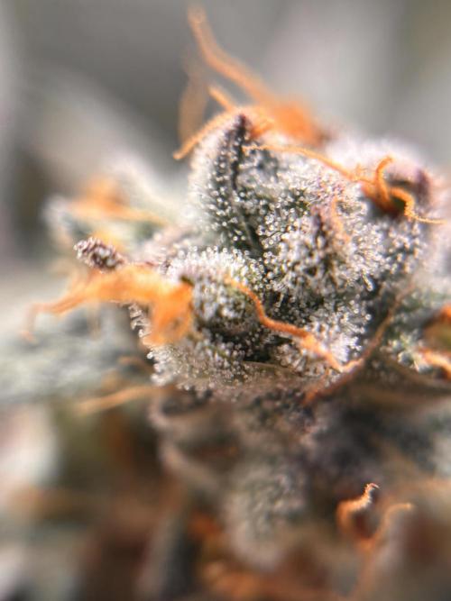 Nana Glue & Pink Milk. Week 16 - NG