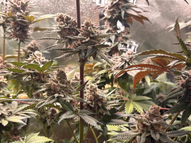 Nana Glue & Pink Milk. Week 16 - PM