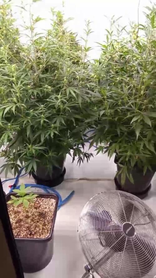 Again Gorilla Cookies