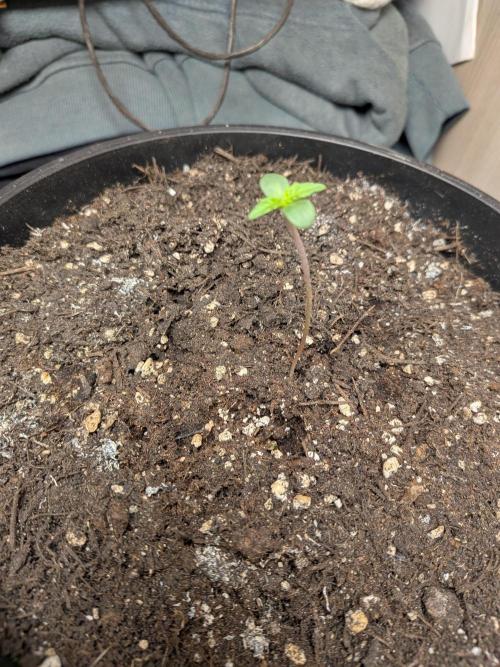 Cristalli XL. Week 0 - Terra della biobizz ormai testata e ritestata la mia preferita da anni oramai.