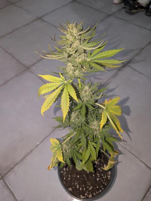 Auto Melonade Runtz. Week 7