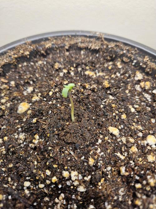 Jokerz OG. Week 1 - lil baby