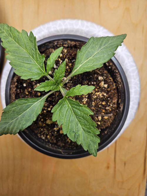 Jokerz OG. Week 2