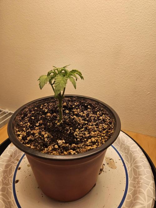 Jokerz OG. Week 3
