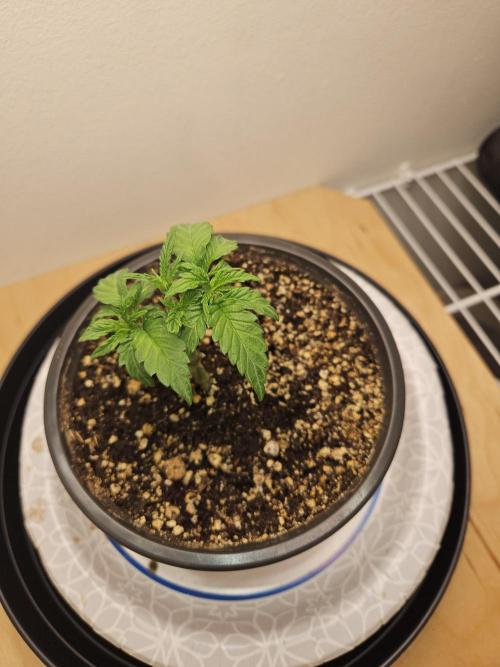 Jokerz OG. Week 3