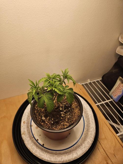 Jokerz OG. Week 4
