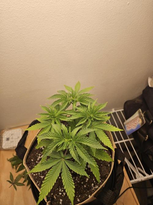 Jokerz OG. Week 5
