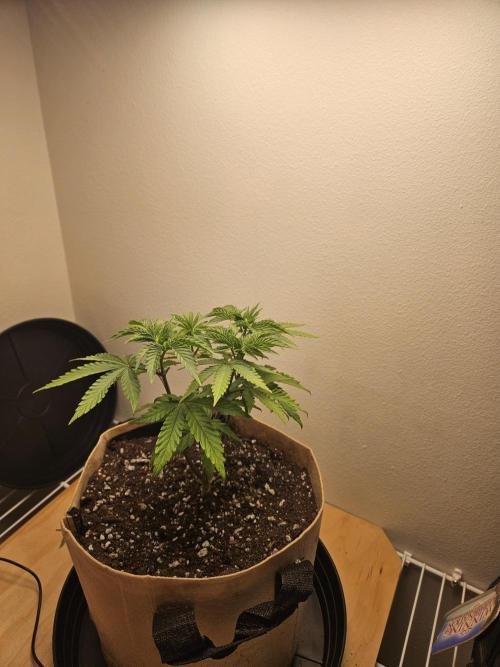 Jokerz OG. Week 5