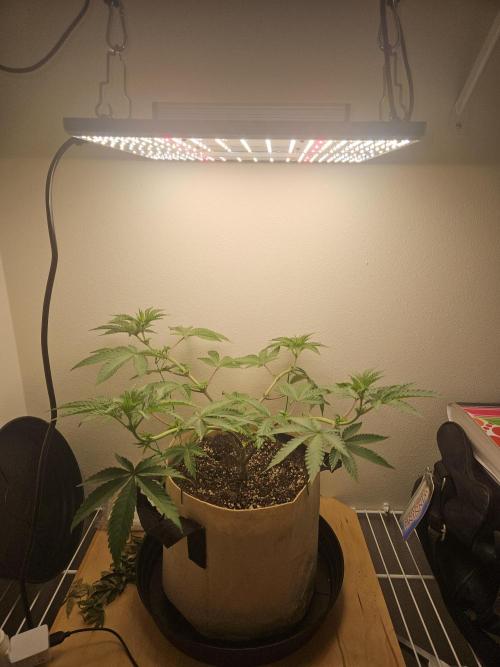Jokerz OG. Week 6