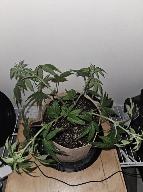 Jokerz OG. Week 6