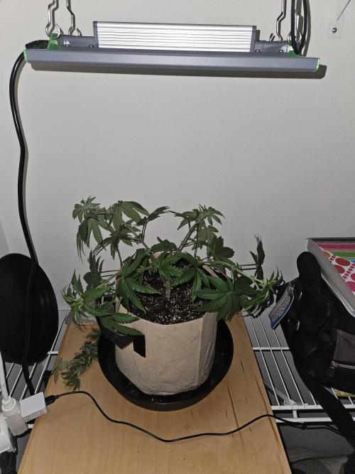 Jokerz OG. Week 6