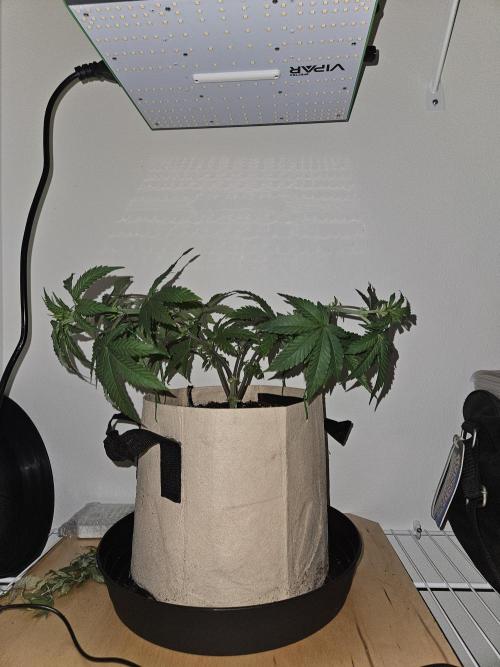 Jokerz OG. Week 6