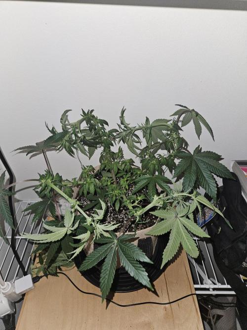 Jokerz OG. Week 7