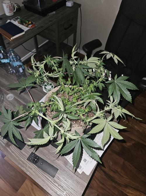 Jokerz OG. Week 7