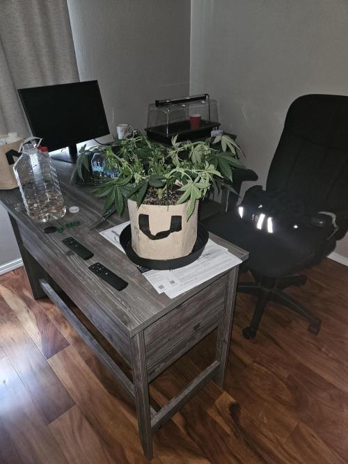 Jokerz OG. Week 7