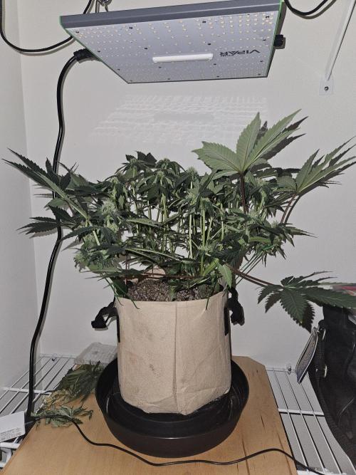 Jokerz OG. Week 8