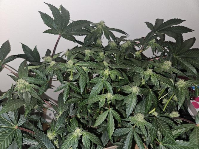 Jokerz OG. Week 8