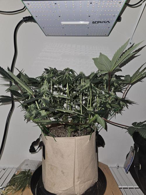 Jokerz OG. Week 8