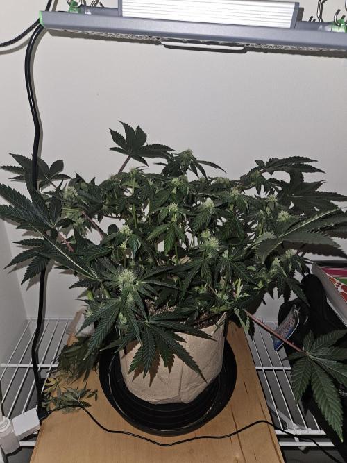 Jokerz OG. Week 8
