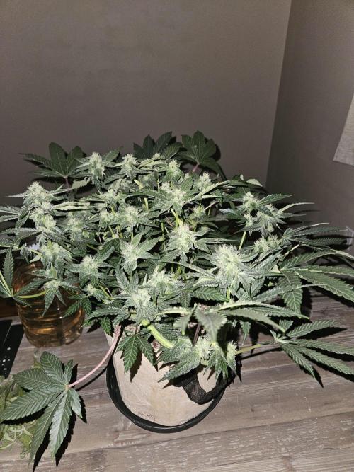 Jokerz OG. Week 9