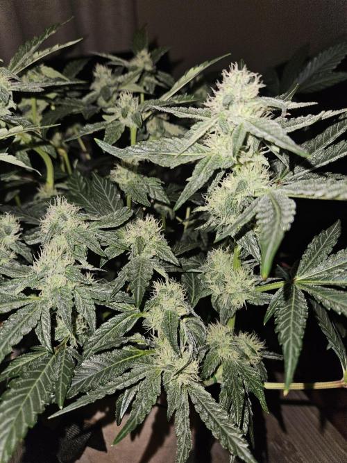 Jokerz OG. Week 9