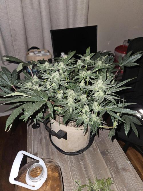 Jokerz OG. Week 9