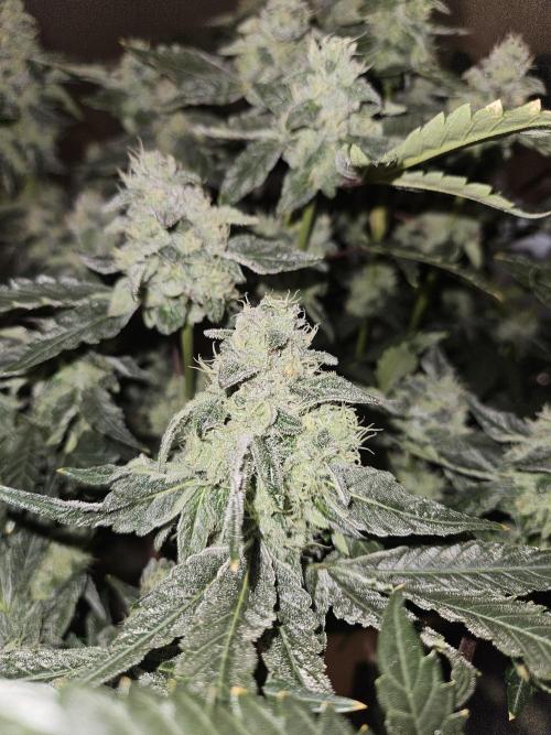 Jokerz OG. Week 10