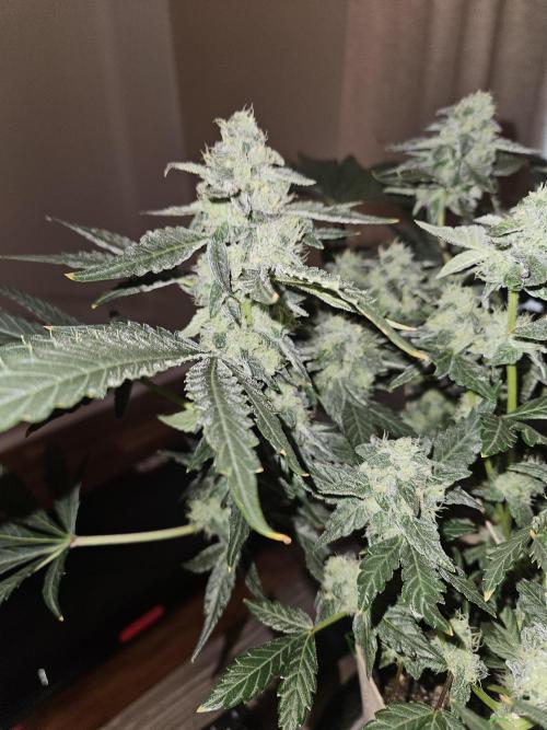 Jokerz OG. Week 10