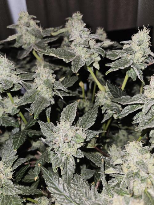 Jokerz OG. Week 10