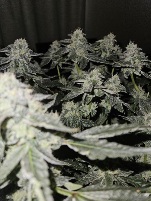 Jokerz OG. Week 10