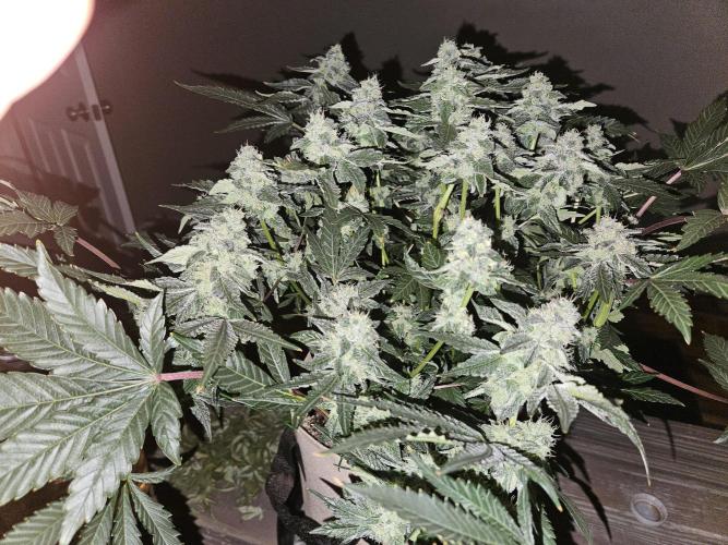 Jokerz OG. Week 10