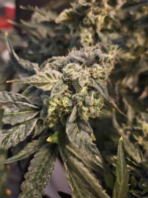 Jokerz OG. Week 11