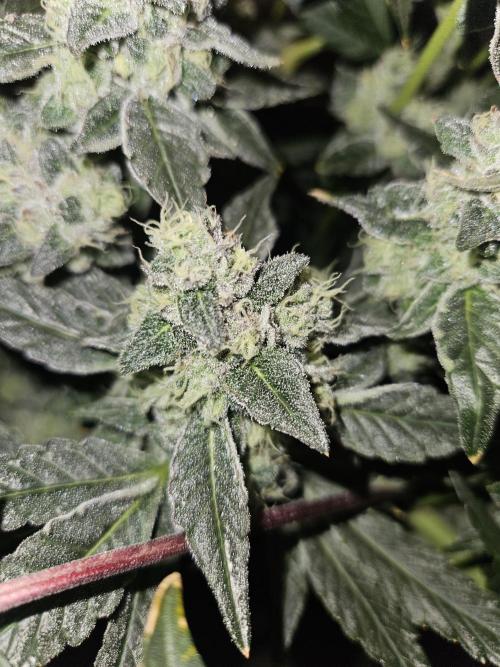 Jokerz OG. Week 11