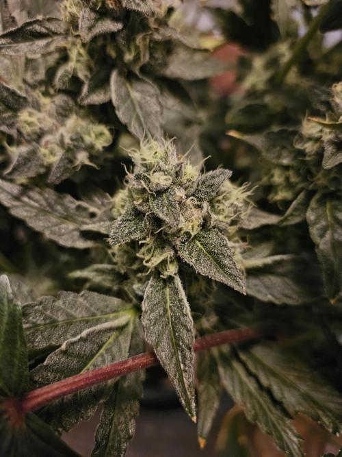 Jokerz OG. Week 11